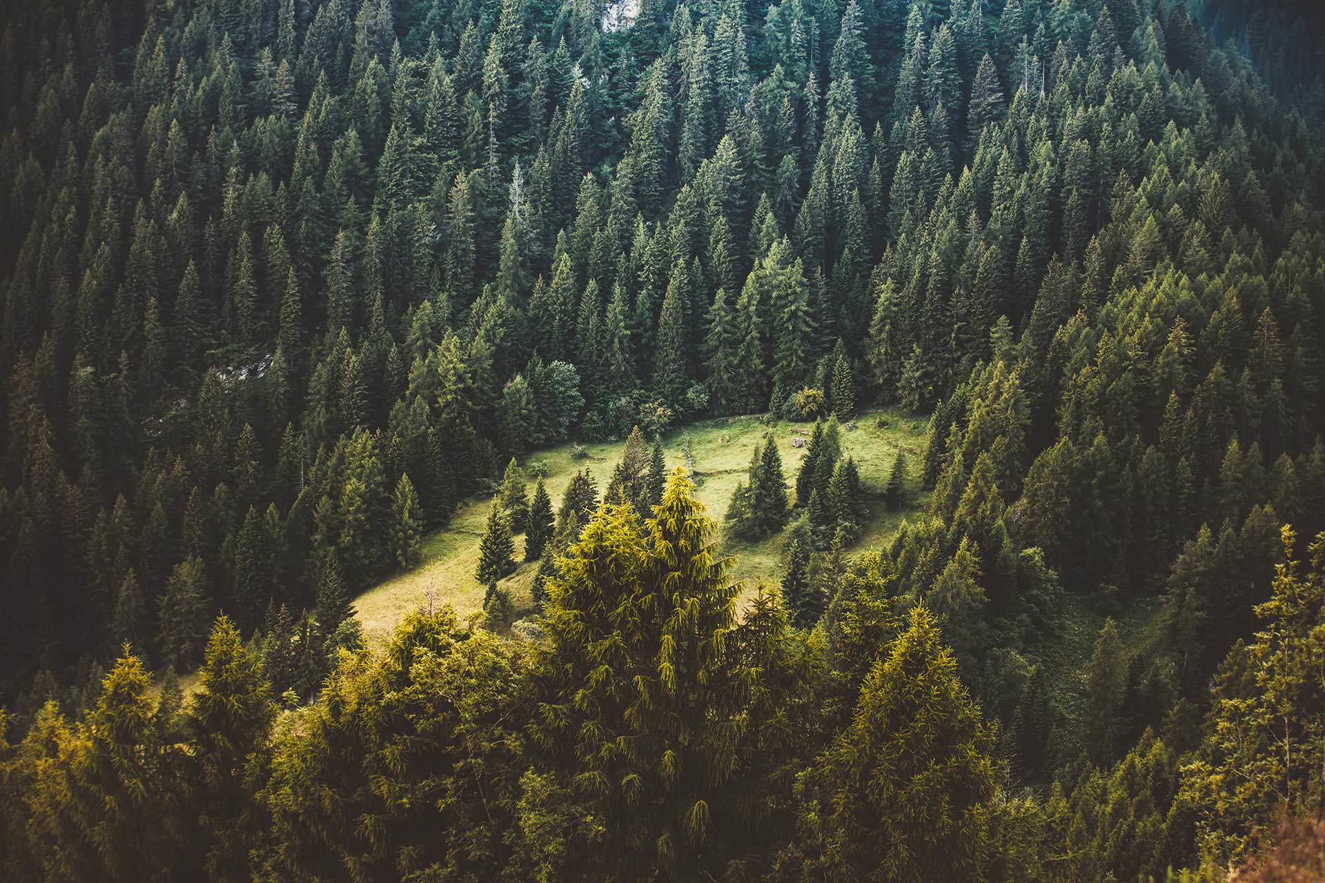 A healthy native forest
